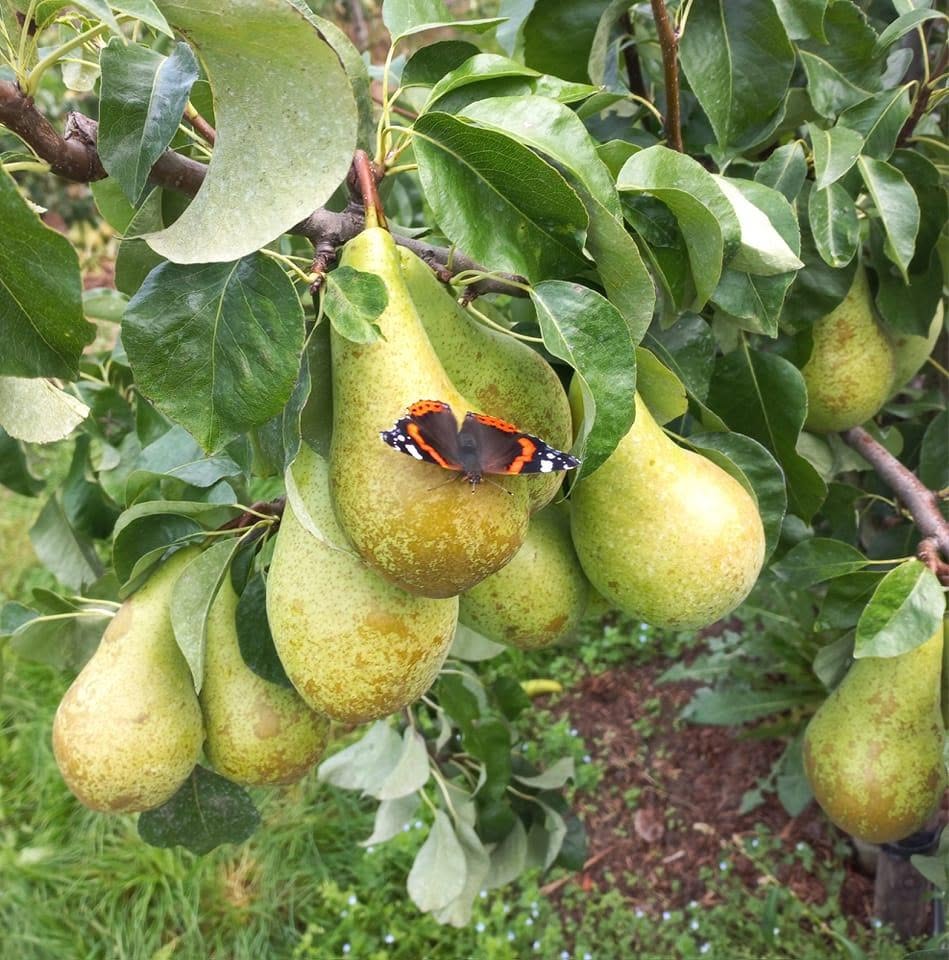 Fruitplukkers Veessen